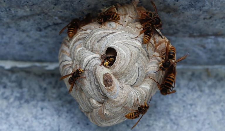 HACCP, dezynsekcja we Wrocławiu, usługi sokolnicze, usuwanie szczurów